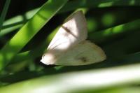 Rivula sericealis