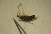 Parornix torquillella