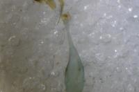 Parornix torquillella