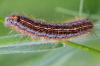 Malacosoma neustria