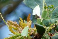 Tortrix viridana