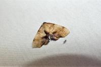 Plagodis dolabraria