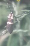 Dasycera oliviella