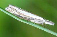 Crambus pascuella