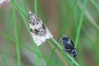 Orthotaenia undulana