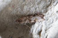 Nomophila noctuella