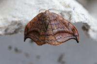 Drepana curvatula