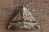 Hypena proboscidalis