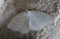 Cabera exanthemata