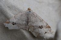 Macaria notata