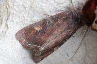 Lacanobia oleracea