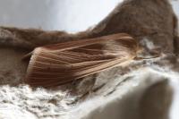 Mythimna pallens