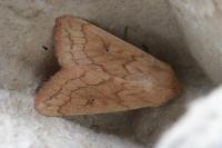 Mythimna vitellina