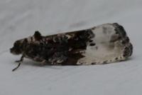 Hedya nubiferana