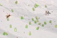 Tortrix viridana