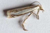 Crambus pascuella