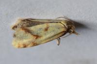 Agapeta hamana