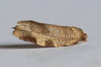 Choristoneura hebenstreitella