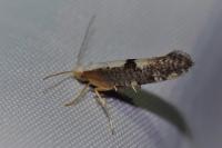 Argyresthia spinosella