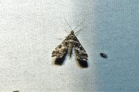 Diasemiopsis ramburialis