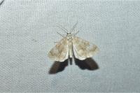 Perizoma flavofasciata