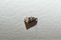 Celypha lacunana
