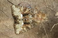 Oligia strigilis