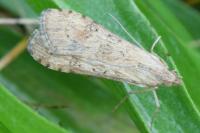 Nomophila noctuella