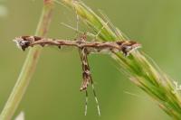 Amblyptilia acanthadactyla