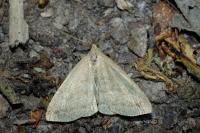 Pechipogo strigilata
