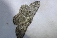Hypomecis roboraria