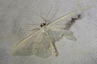 Scopula floslactata