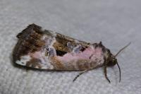Elaphria venustula