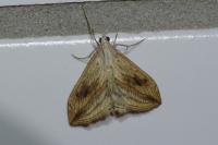 Evergestis forficalis