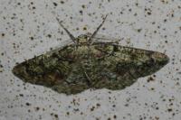 Cleorodes lichenaria