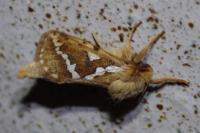 Korscheltellus lupulinus