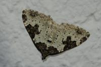 Xanthorhoe fluctuata