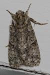 Acronicta rumicis