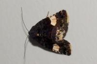 Tyta luctuosa