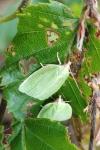 Tortrix viridana