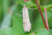 Nomophila noctuella
