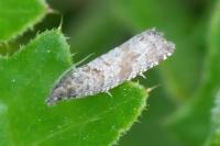 Epinotia demarniana