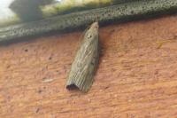 Lamoria anella