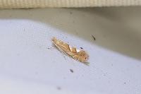 Phyllonorycter belotella