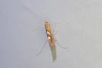 Phyllonorycter belotella