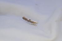 Argyresthia spinosella