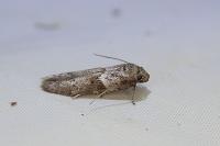 Blastobasis phycidella