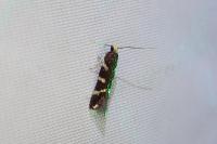Oxypteryx wilkella
