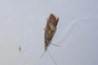 Dichrorampha acuminatana
