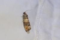 Piniphila bifasciana